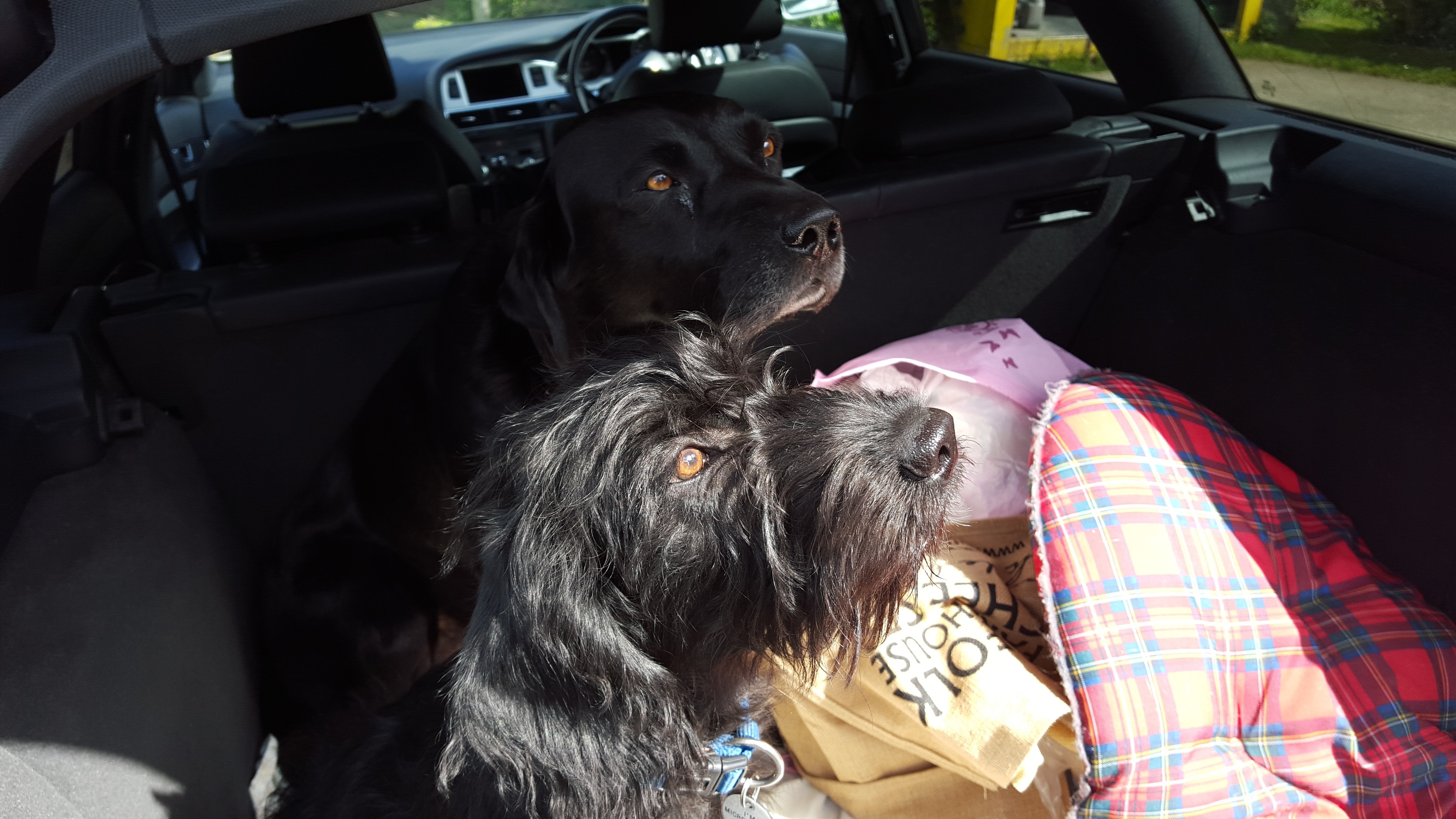 Celebrate National dog day with a dog friendly car from Simon Shield Cars